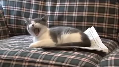 I'm a Stupid Cat!
