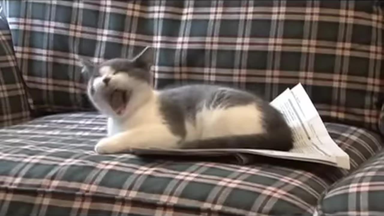 I'm a Stupid Cat!