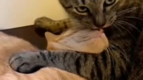 Dog's Comedy Videos 🤣 so cute videos and puppies comedy scenes 😂 so cute 🥰 🥰 🥰 🥰