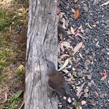 Bird Family Hanging Out