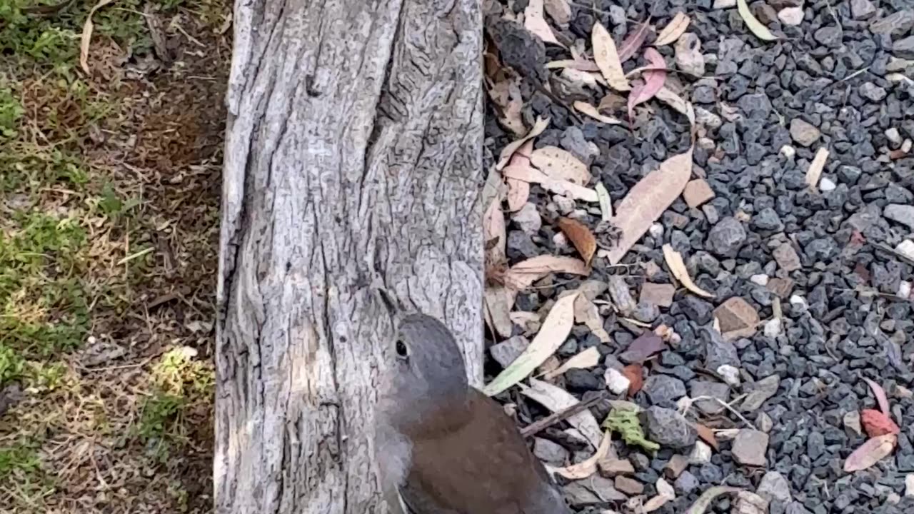Bird Family Hanging Out