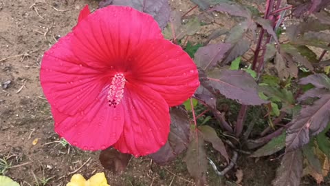 Hibiscus