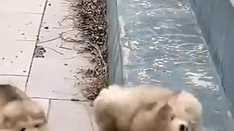 cute puppy