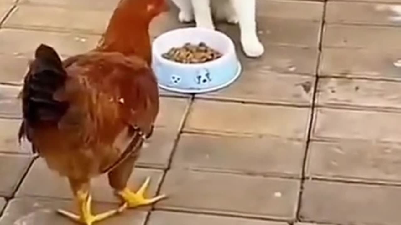 Big rooster and cat fighting for food
