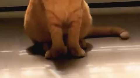 This Cat Has No Chill 😂 | Funniest Pet Moments Caught on Camera!"