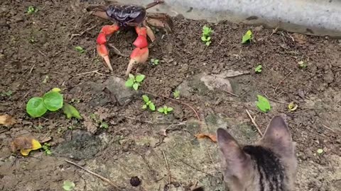 Kitten videos to attract cats #6