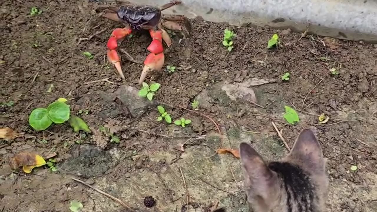 Kitten videos to attract cats #6