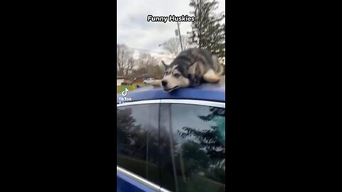 Huskies: Nature’s Meth Addicts