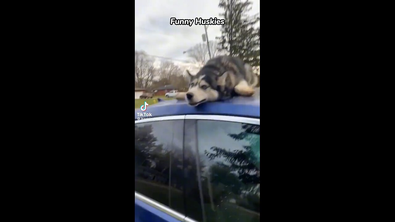 Huskies: Nature’s Meth Addicts