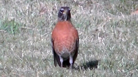 IECV NV #760 - 👀 Two American Robins In The Back Yard 🐤3-5-2019