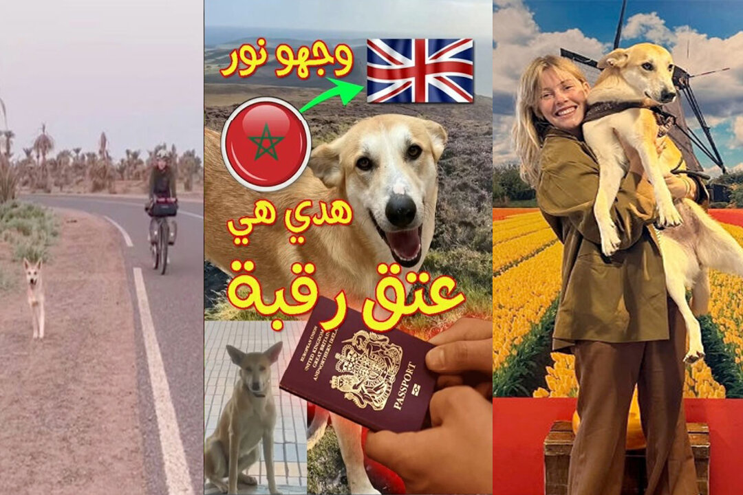 شفتو الفكرة الجهنمية اللي دارها 😂😂😂باش يخرج من هنا MA 🐶❤️ الحقيقة الكاملة بالفيديو