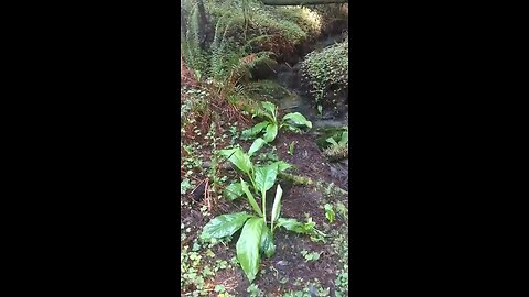 Eureka, California, Video 3