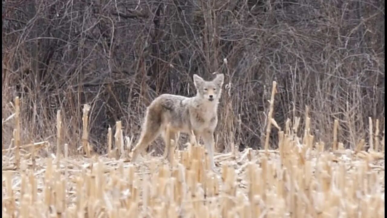 Coyote in Ontario Canada - Toronto area