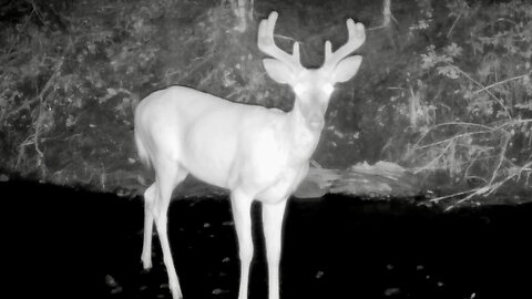 One Buck Gets Scared, the Other Curious