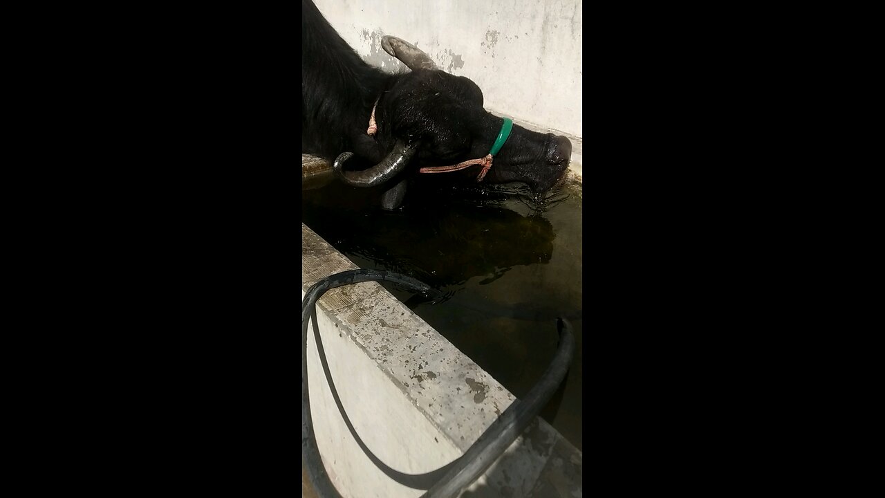 pet