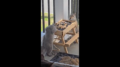 squirrels at a picnic table
