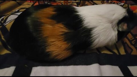 Ollie's new year party.