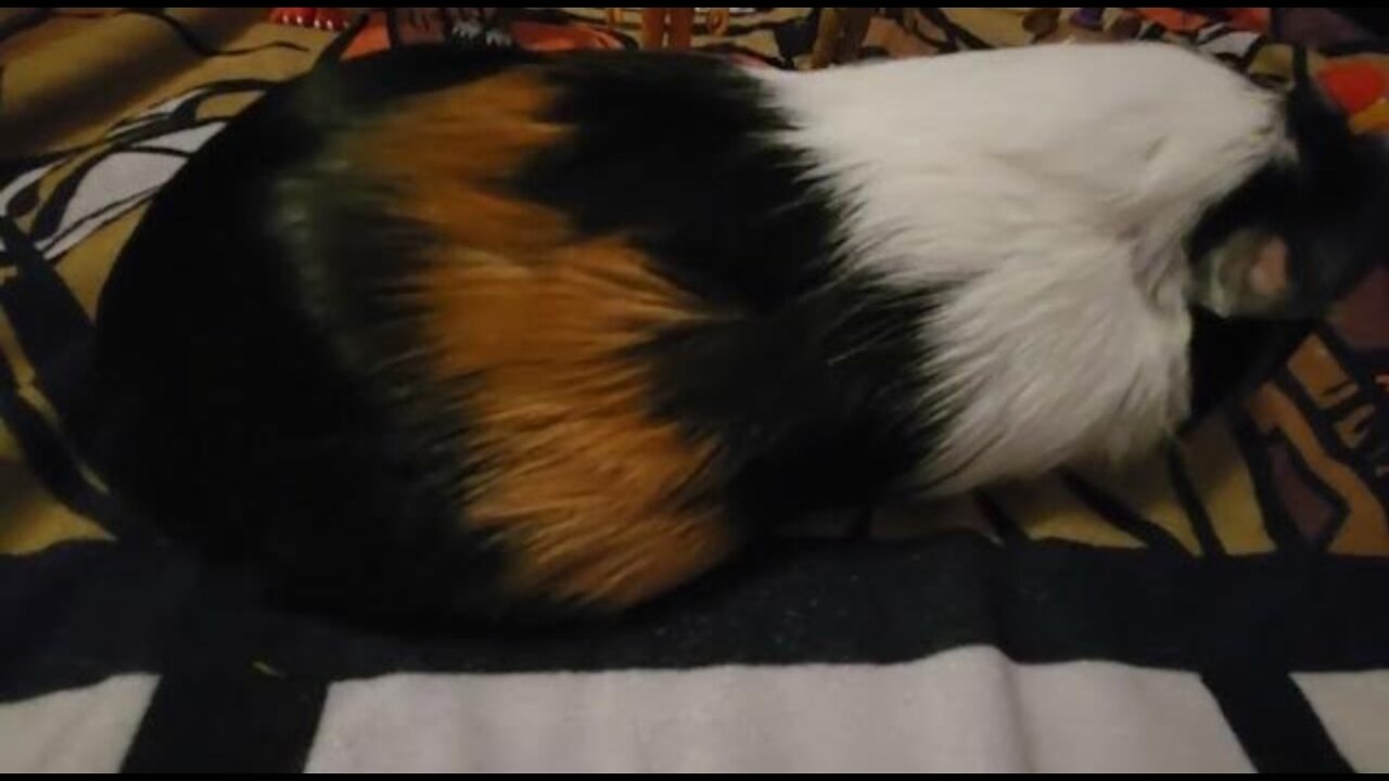 Ollie's new year party.