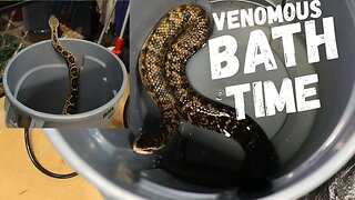 Giving My Massive Venomous Snakes A Bath!