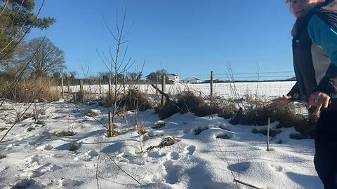 Basics of pruning apple trees - 5 steps to pruning apple trees