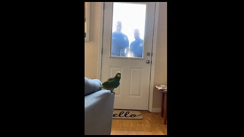 Parrot Outsmarts Cops With Perfect Comeback! LOL