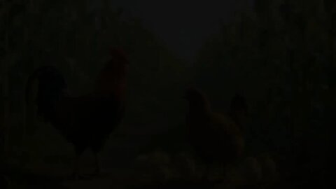 AI Animals