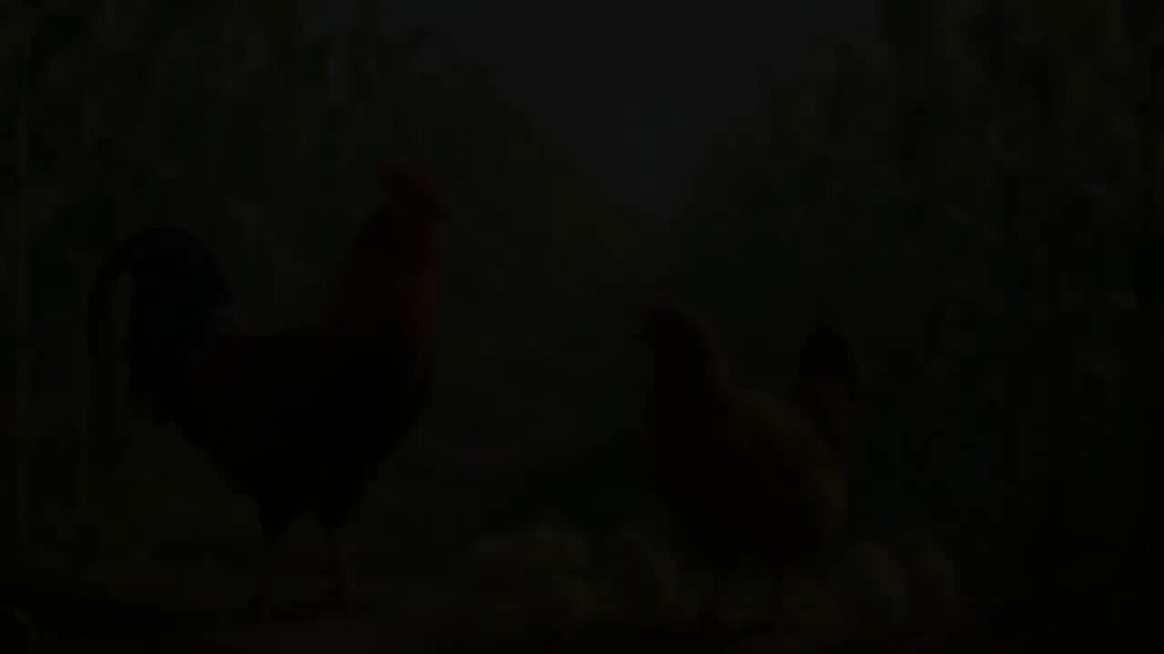 AI Animals