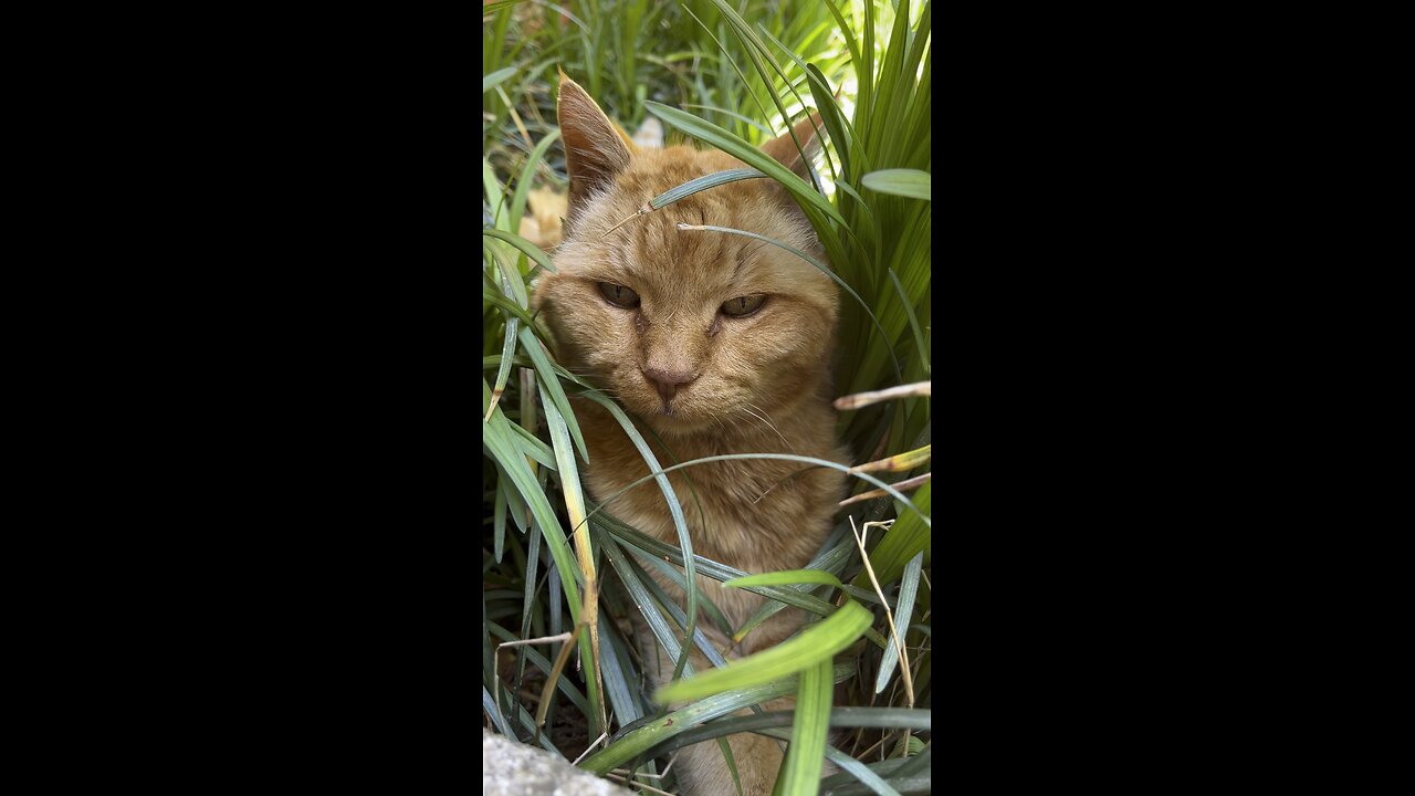 Rijik 🐈 in nature.