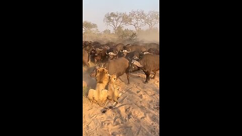 lion attack