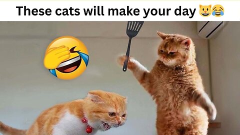 These cats will make your day 😂