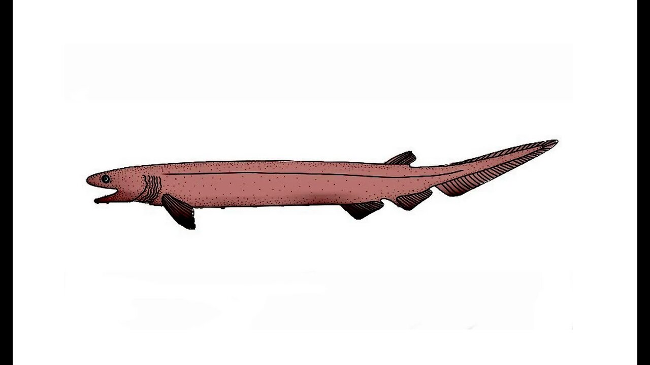 Kitakami Canal Frilled Shark
