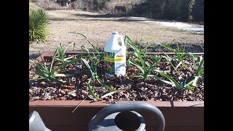 First Garlic Fertilizing 2/10/26