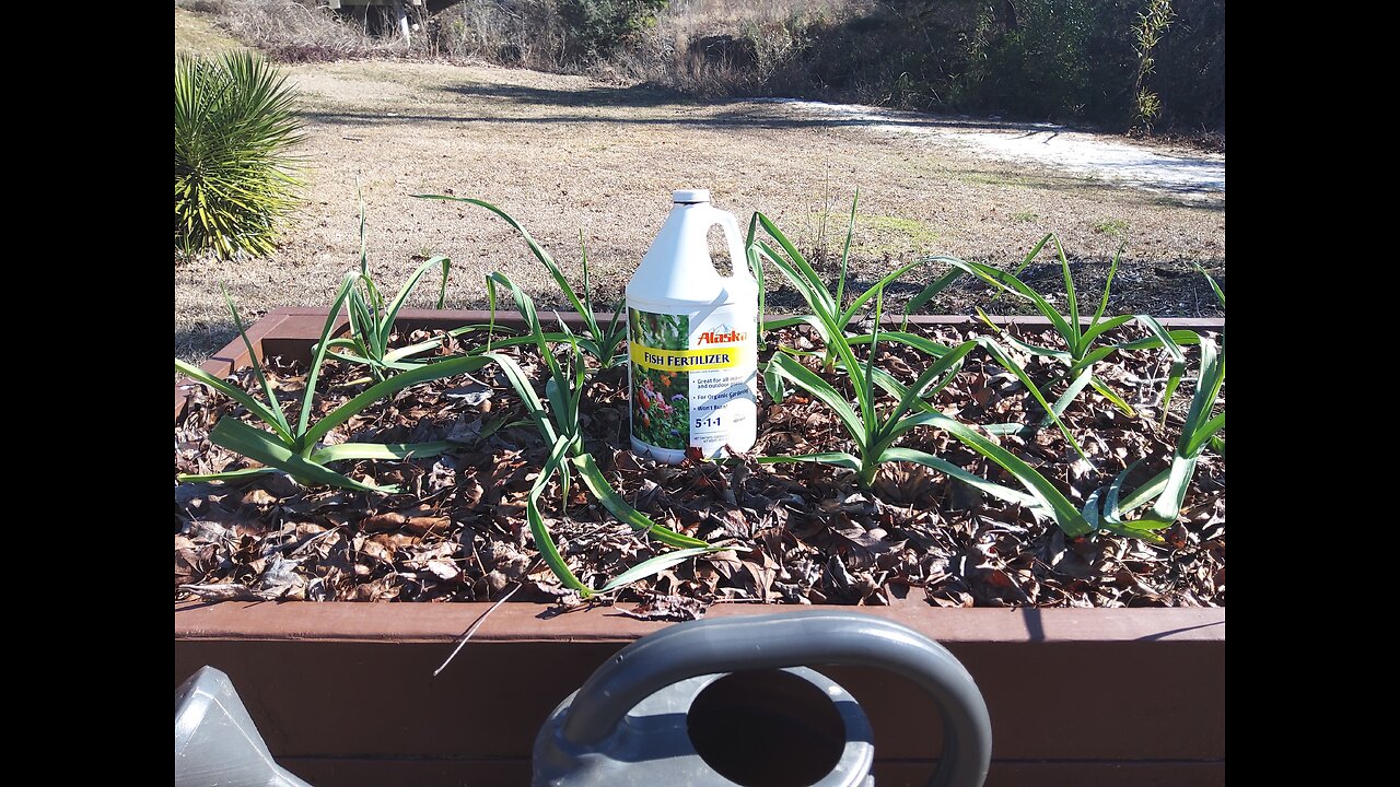 First Garlic Fertilizing 2/10/26