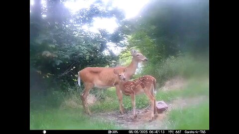 Deer Cam 08-05-2025 Does And Fawns Playing Game Cam Trail Cam