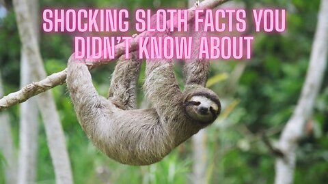 3 SHOCKING Sloth Facts You Didn't Know About! | AMZG Animals