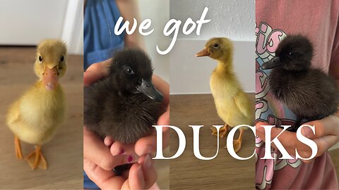 Come & MEET our baby ducks | First 3 days | First time getting ducks