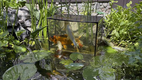 Carps
