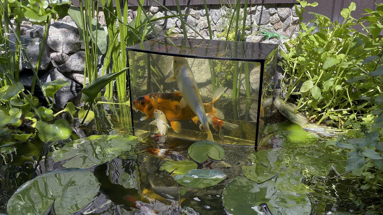 Carps