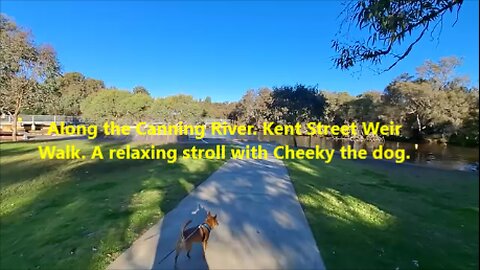 Along the Canning River. Kent Street Weir Walk. A relaxing stroll with Cheeky the dog.