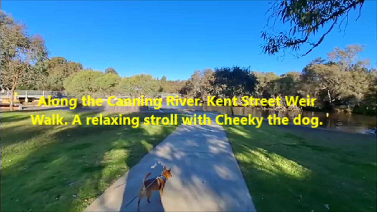 Along the Canning River. Kent Street Weir Walk. A relaxing stroll with Cheeky the dog.
