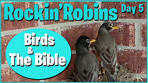 The Fab Four Fledgling Robins - Plus: Birds & The Bible