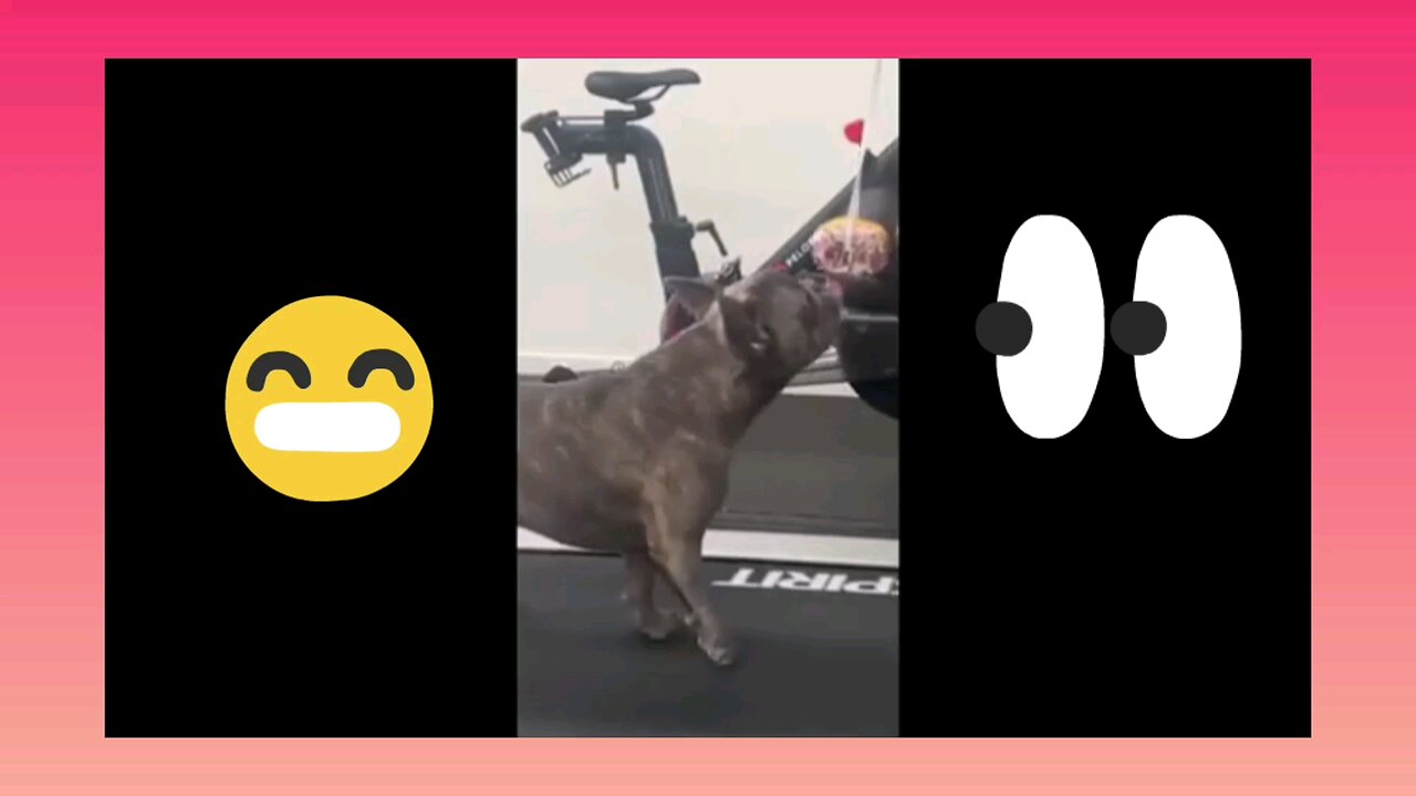 funny videos