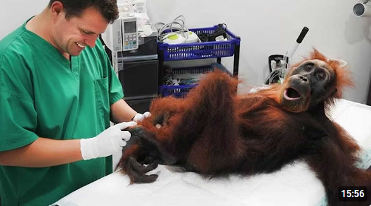 Animals Who Totally Interrupt Vets During Checkups! 🤣 Funniest ANIMAL Moments