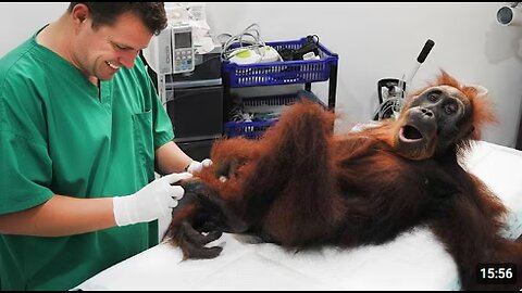 Animals Who Totally Interrupt Vets During Checkups! 🤣 Funniest ANIMAL Moments