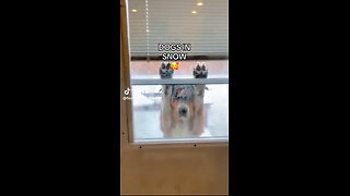 ❄️ DOGs 🐶🐕🐕‍🦺🐩 in SNOW❄️🌳🥰 Always a DELIGHT 🎉 🎶