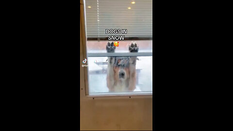 ❄️ DOGs 🐶🐕🐕‍🦺🐩 in SNOW❄️🌳🥰 Always a DELIGHT 🎉 🎶