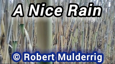 A Nice Rain © Robert Mulderrig