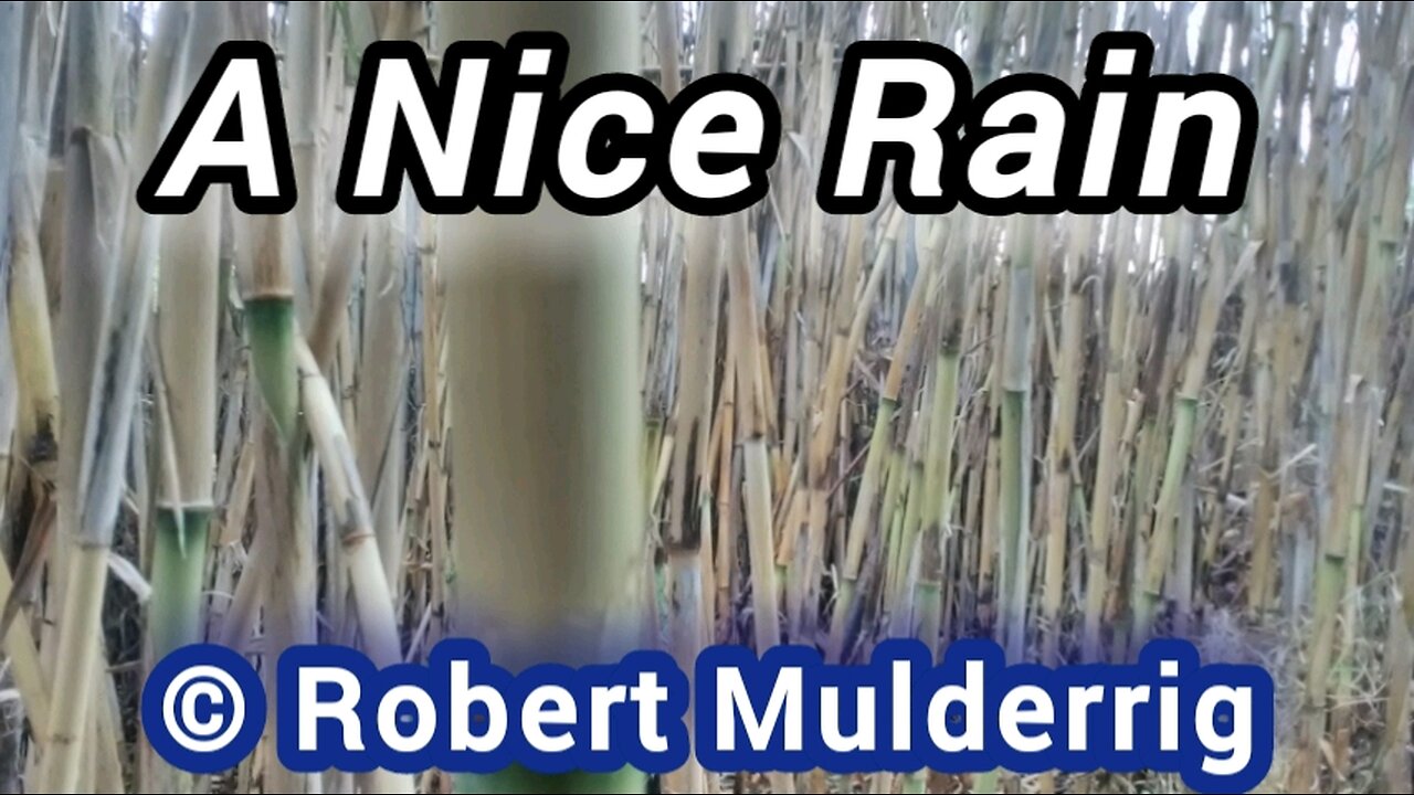 A Nice Rain © Robert Mulderrig