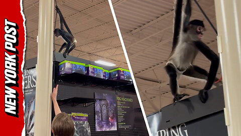 Monkey in diaper causes chaos inside Texas Spirit Halloween store