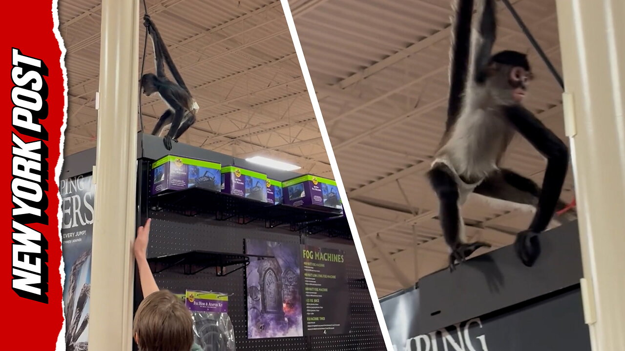 Monkey in diaper causes chaos inside Texas Spirit Halloween store